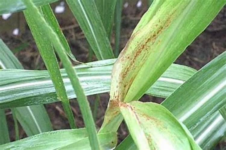 甘蔗梢腐病防治特效药