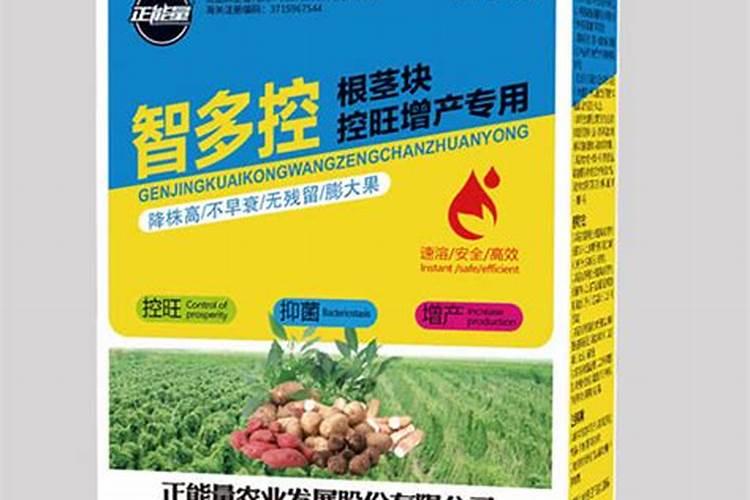 草果该怎样进行田间管理？