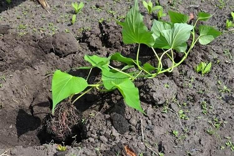 红薯施肥时间和方法