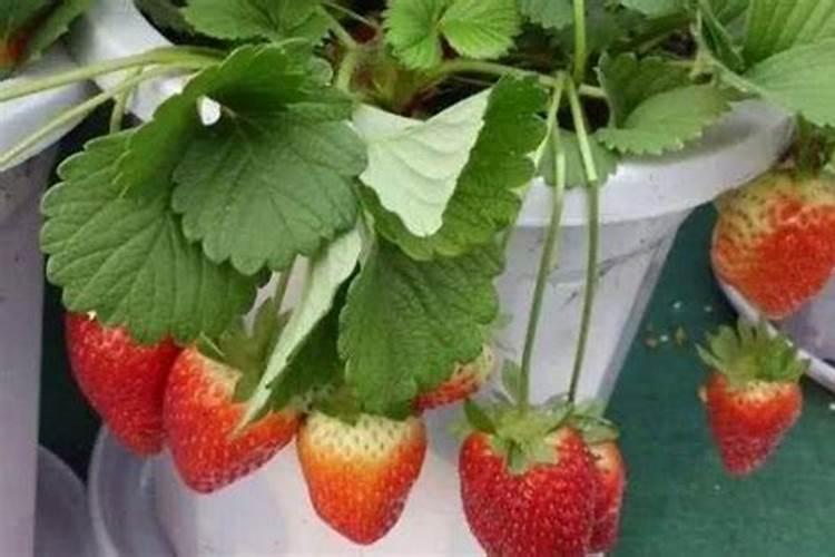 草莓多久施肥一次