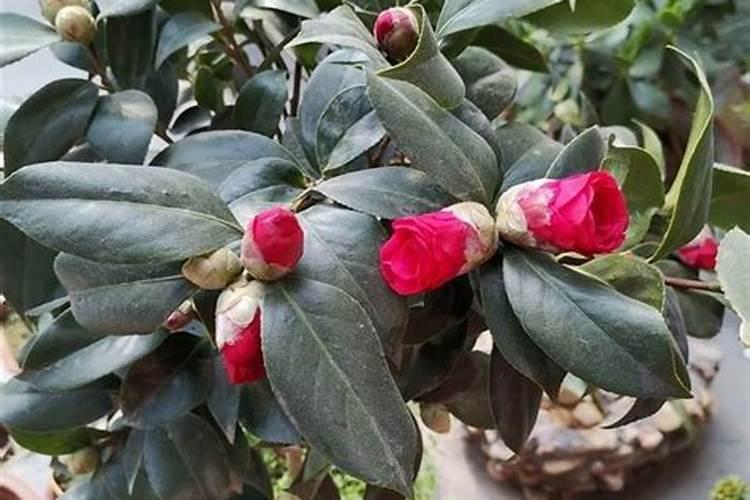 茶花如何施肥