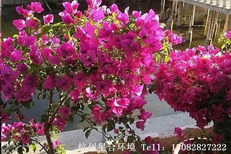 三角梅光杆了还不发芽 光杆三角梅要经常浇水吗