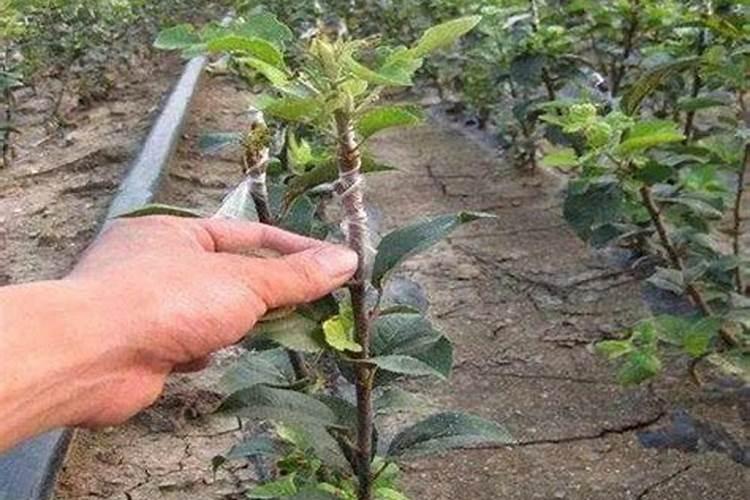 苹果树施肥时间和方法简介