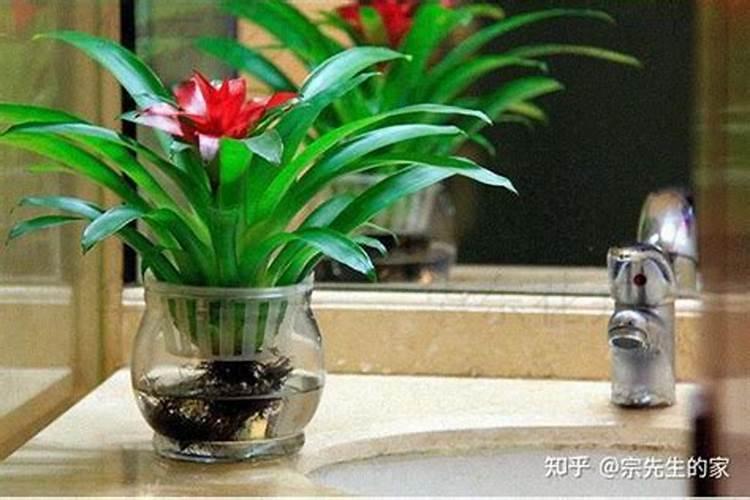 水培吊兰可以加些什么来补充营养 水养吊兰用什么营养液