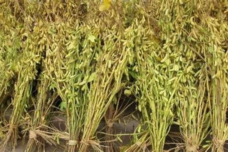 种植黄豆将底肥施得太多,这样做是正确的吗？