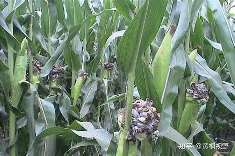玉米打什么叶面肥最好