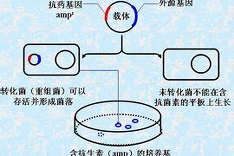 磷酸钙可以做肥料吗
