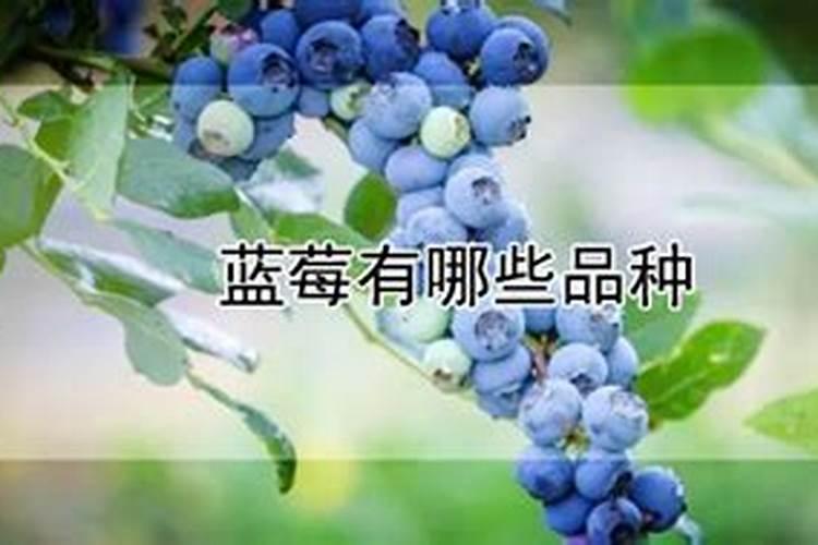 种蓝莓用什么肥料好