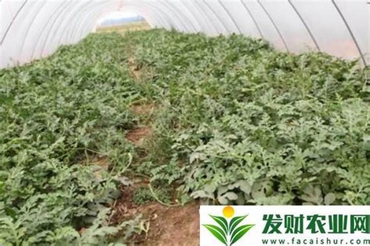 怎样让西瓜快速膨大