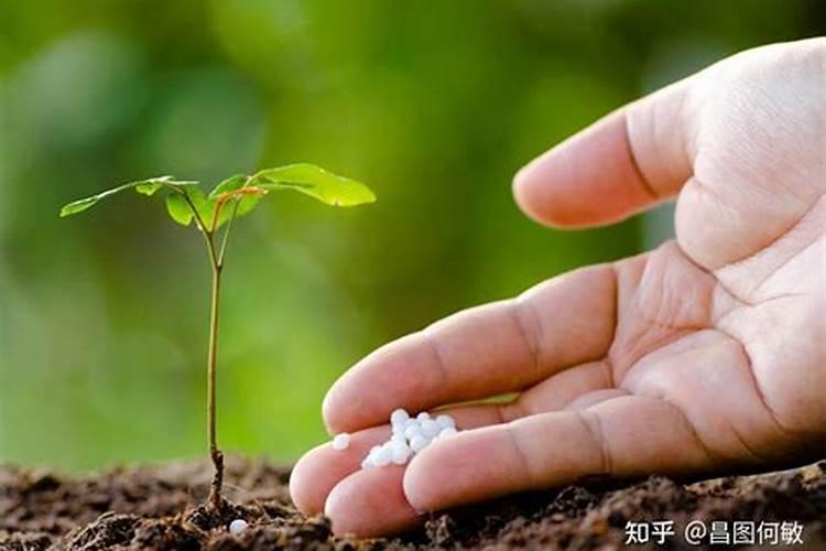 小麦最忌三种肥料