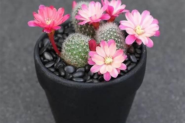 绯花玉有花苞可以施肥吗