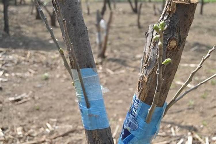 嫁接苹果树成活后能否用磷酸二氢钾？