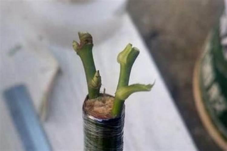 果树用什么肥料好？