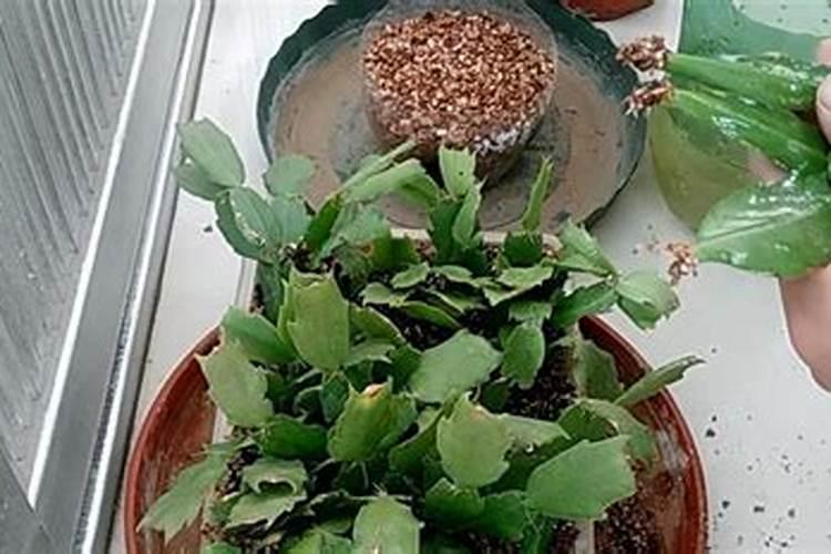 刚嫁接的红富士幼苗是否要用肥,应该用什么肥料