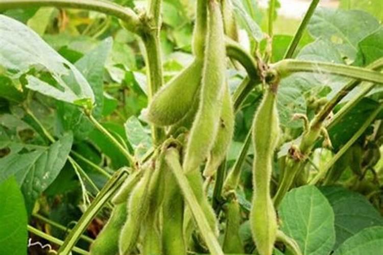 早熟毛豆的高产种植管理技术 毛豆怎么施肥好