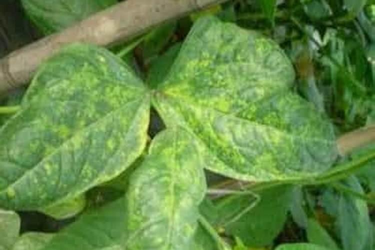 毛豆快熟时还用浇水施肥吗？用什么肥好