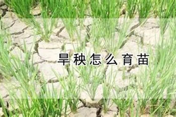 旱秧苗的种植技术