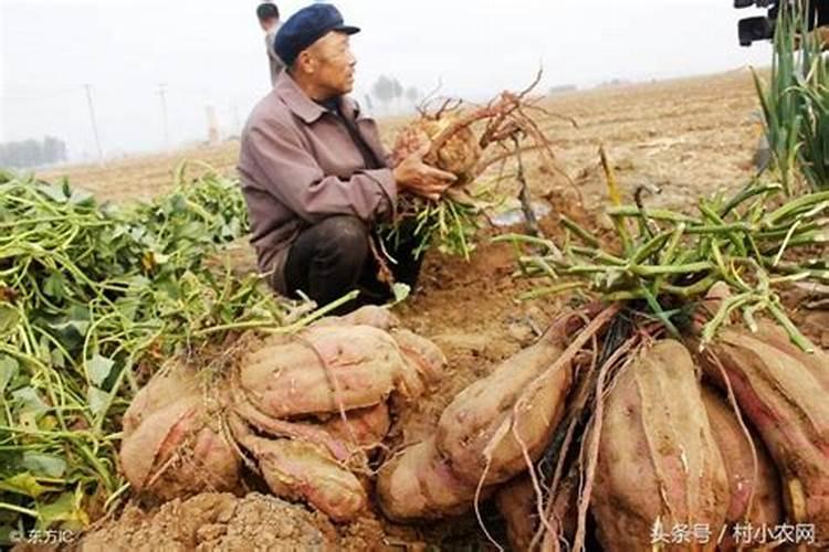 红薯施什么肥料产量高？