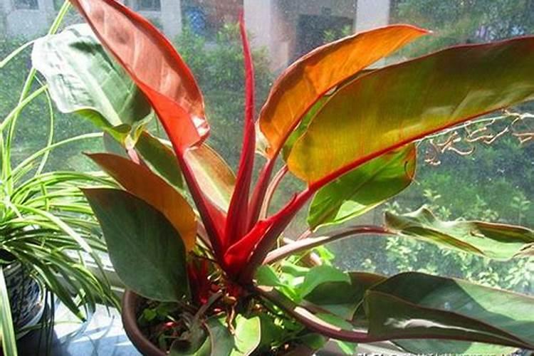 红薯下面的叶子为什么会发黄？