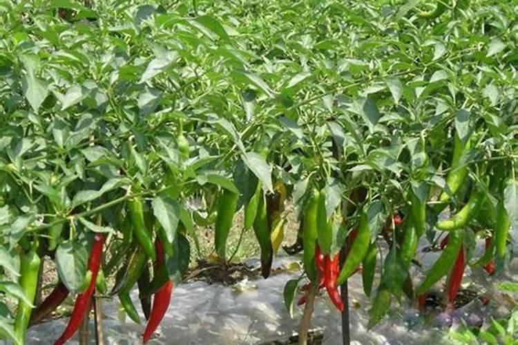 辣椒收获期叶面喷施氮肥可以吗,比例是多少？