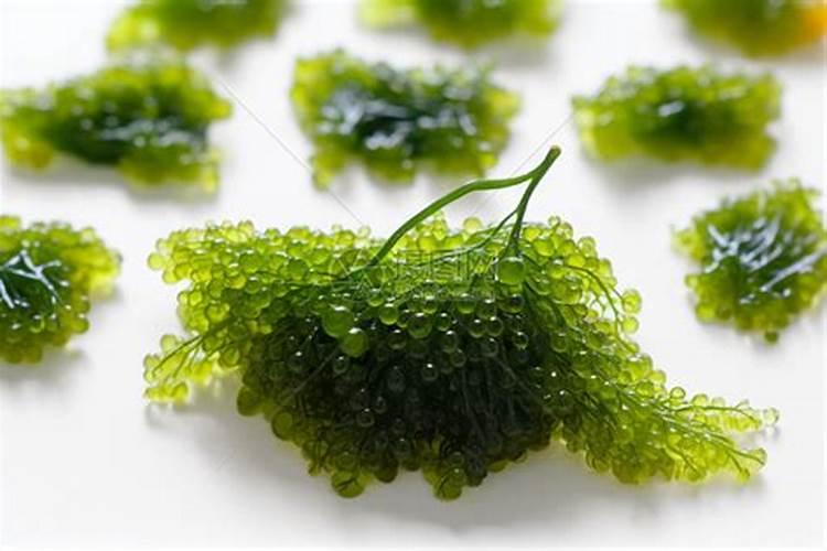海藻肥的海藻肥的作用机理