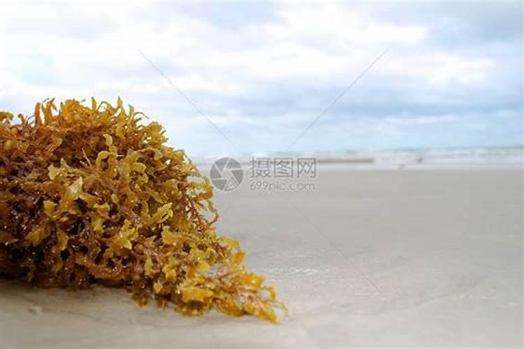 海藻肥一般都是什么海藻做的原料