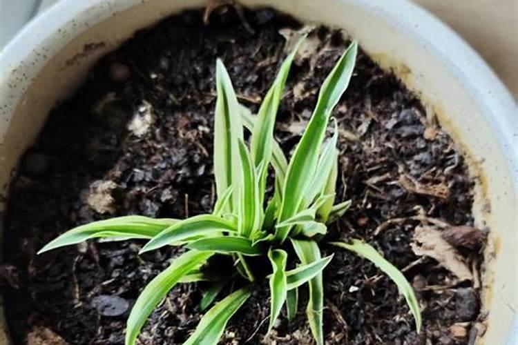 促进植物生根的肥料是哪些？促进植物长新叶子的肥料是哪些？
