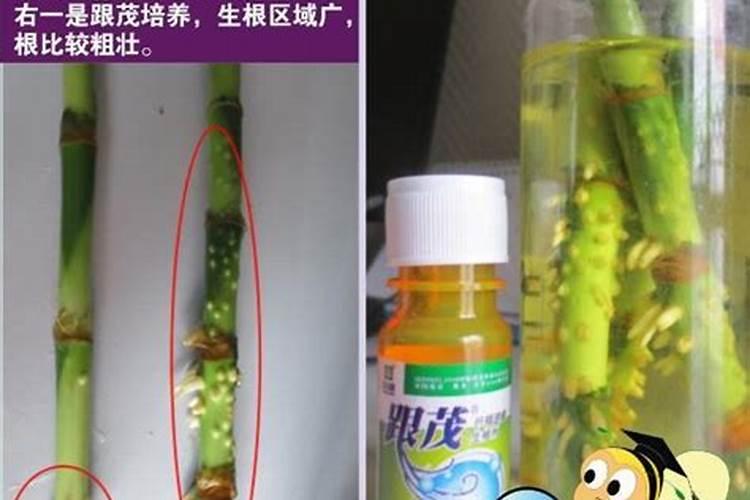 水培蔬菜生根肥有哪些？