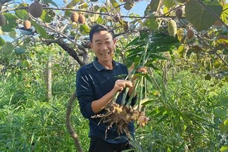 果树增甜用什么肥料