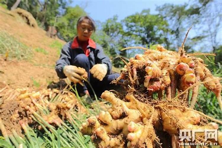 氨基酸叶面肥果树涂杆枝术怎么操作？