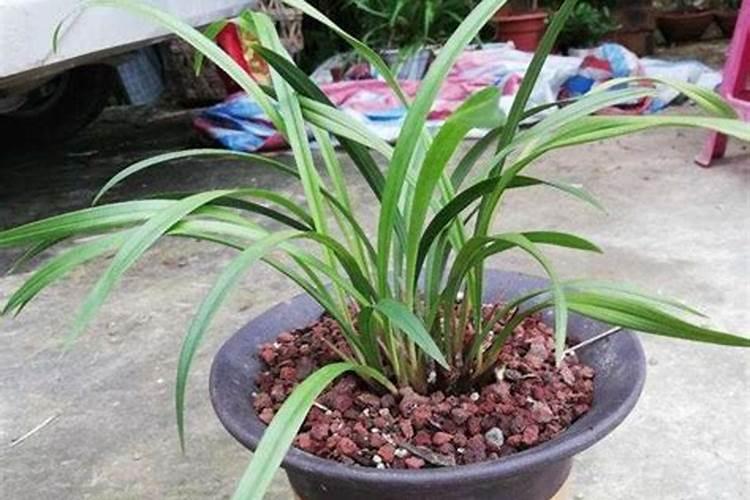 兰花用什么植料养护根系健壮