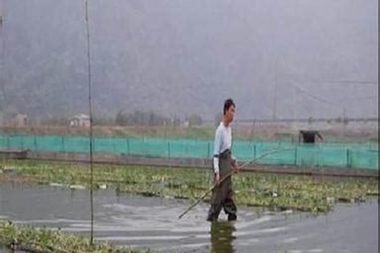 空心菜怎样种植