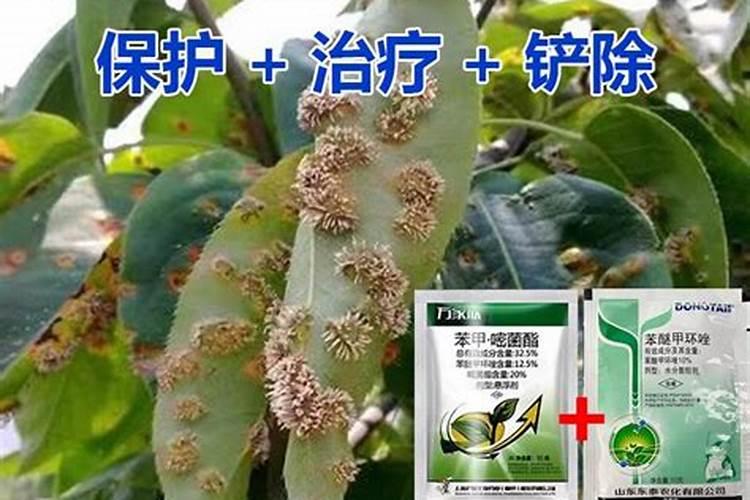锈病哪种杀菌药最有效果？