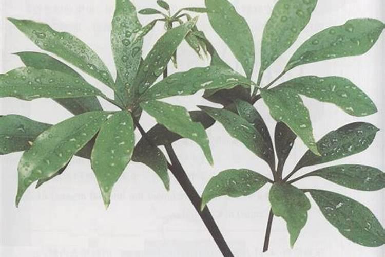 植物变黄霉运到家!这几个现象暗喻你要变穷了,要当心!