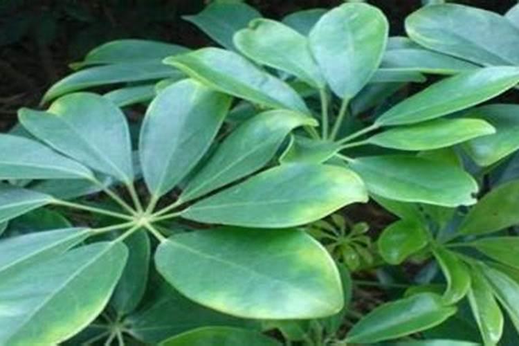 紧急!挽救植物生命!高悬赏!
