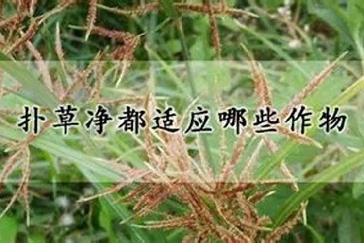 松喹氟磺胺可以给马铃薯去杂草吗？