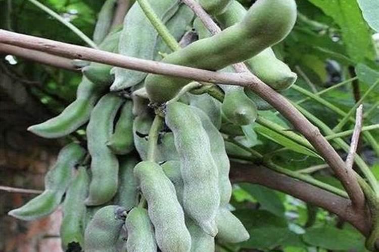 毛豆的施肥方法