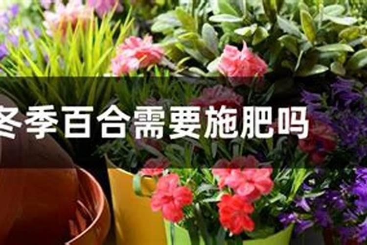 百合浇什么肥最好