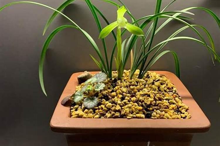 兰花施肥最简单的方法,兰花春季开花时什么时候开始施肥