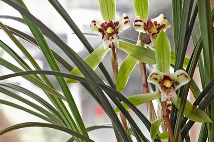立春要不要给兰花施肥？