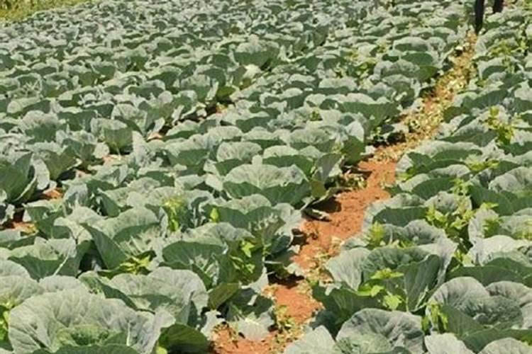 小铁头种植技术