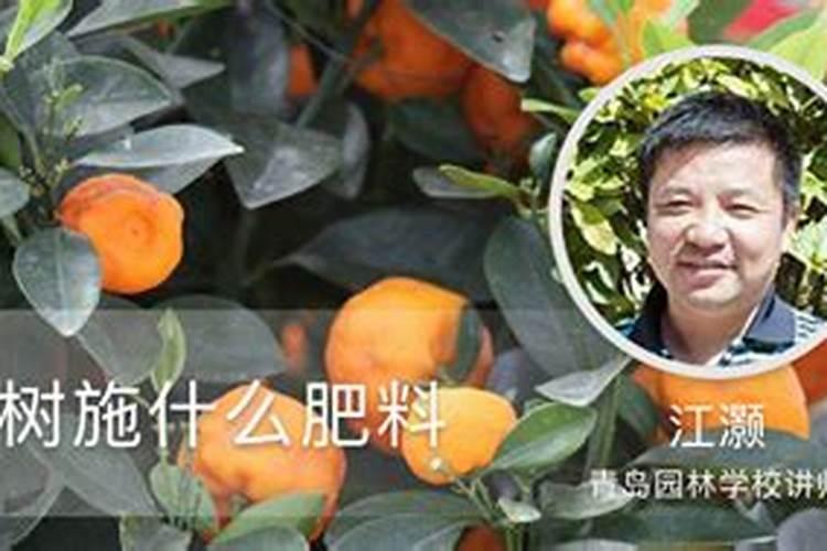 桔子树用什么肥料最好