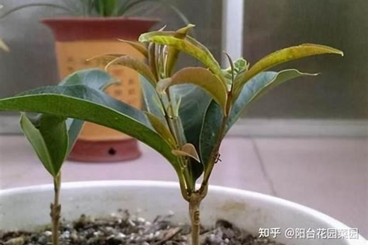 生根粉直接浇桂花树的土壤里可以吗？