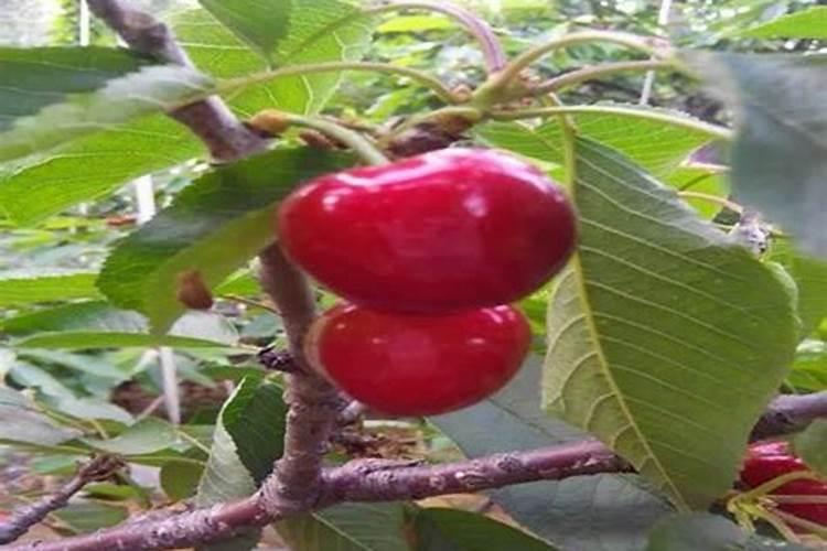 樱桃树浇什么肥料合适
