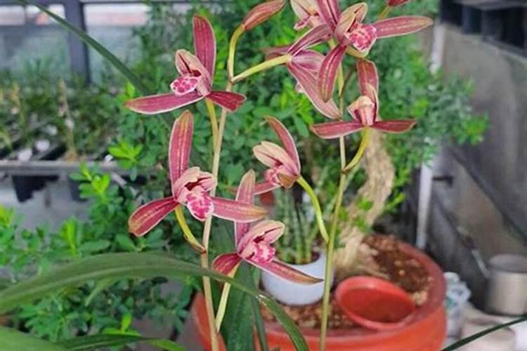 兰花春天怎么促进发芽