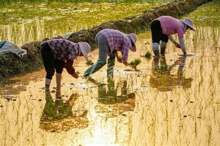 晶两优1377做晚稻高产栽培技术