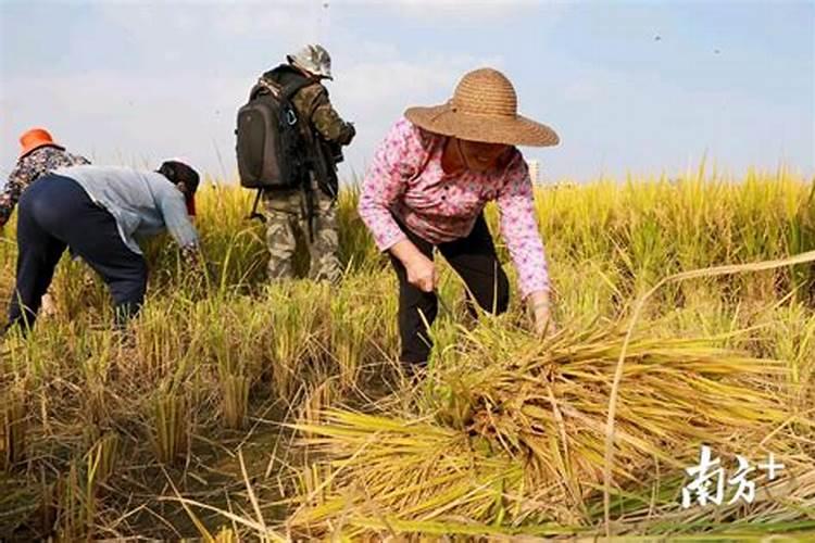 水稻什么时间施肥最好