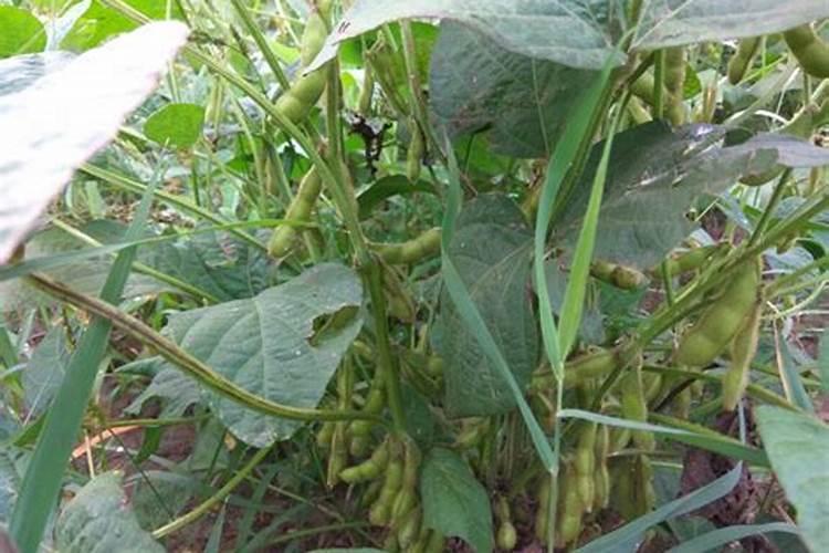 一斤黄豆固氮多少