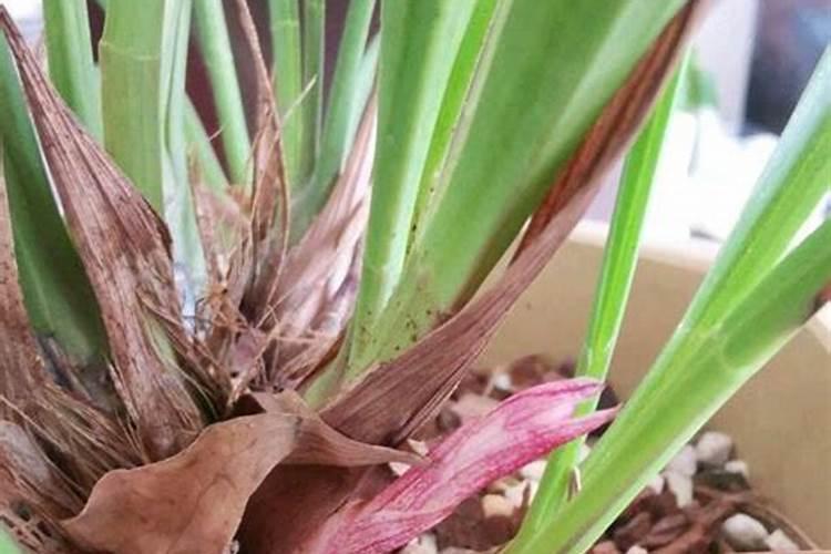 兰花小国魂怎么养花剑