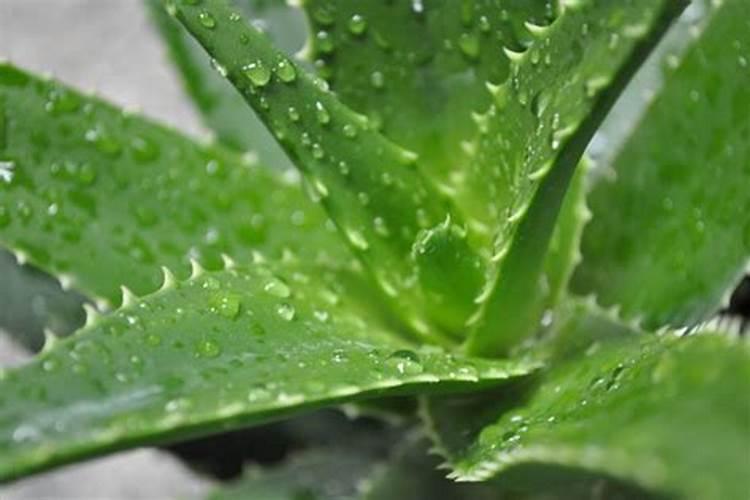 芦荟该施什么肥料